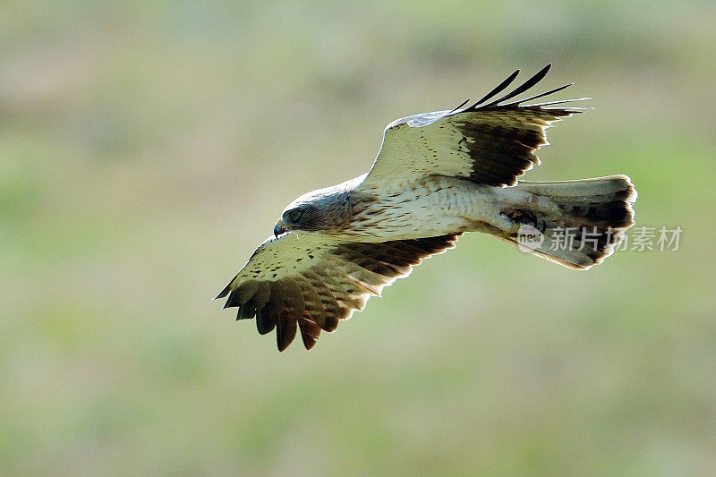 靴鹰(Aquila pennata)